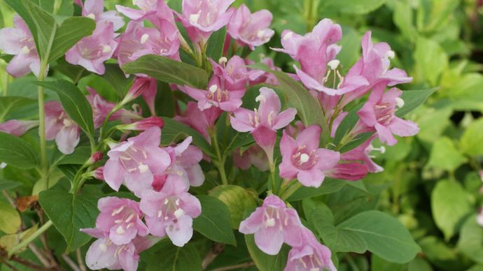 Weigelia ‘Conquête » – ©Arexhor